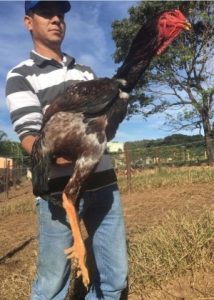 o-galo-canario-diamante-chegou-aos-124-centimetros-com-tecnicas-de-manejo-e-melhoramento-genetico-1475685004420_300x420