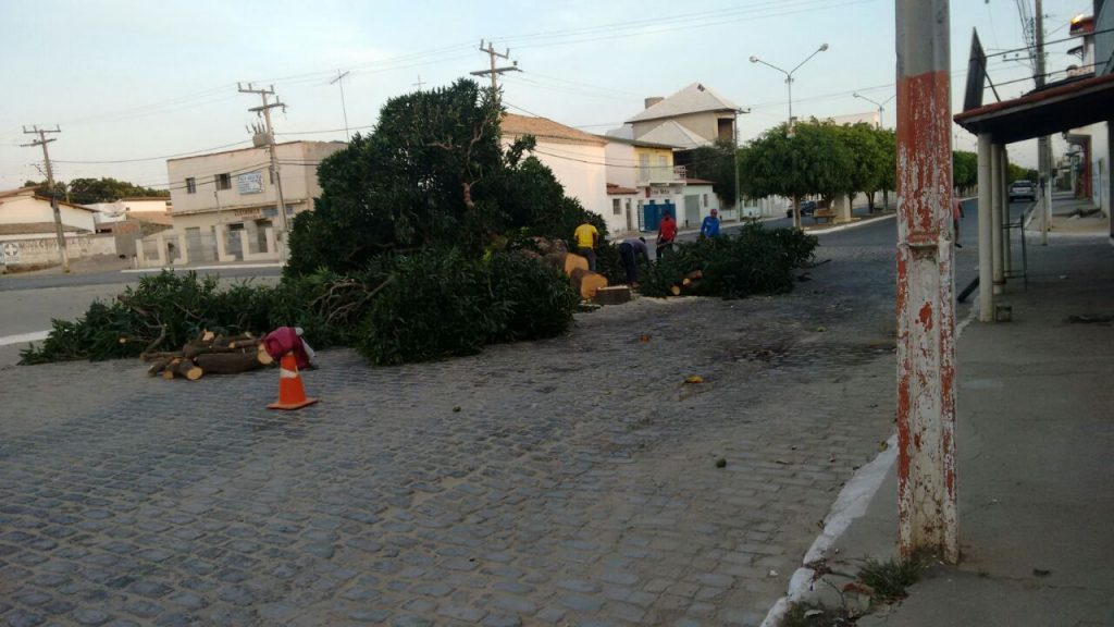 corte-arvores-belo-campo-1024x576