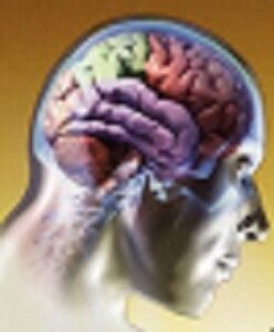 Cerebero