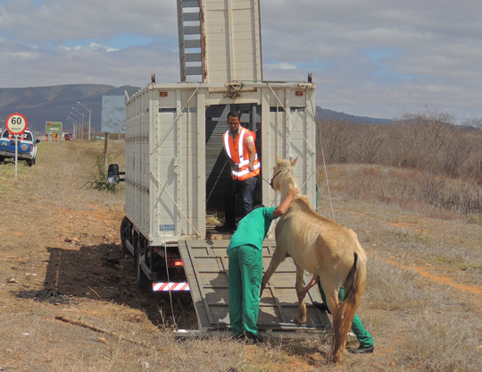 recolhimento-de-animais-brumado-noticias-07