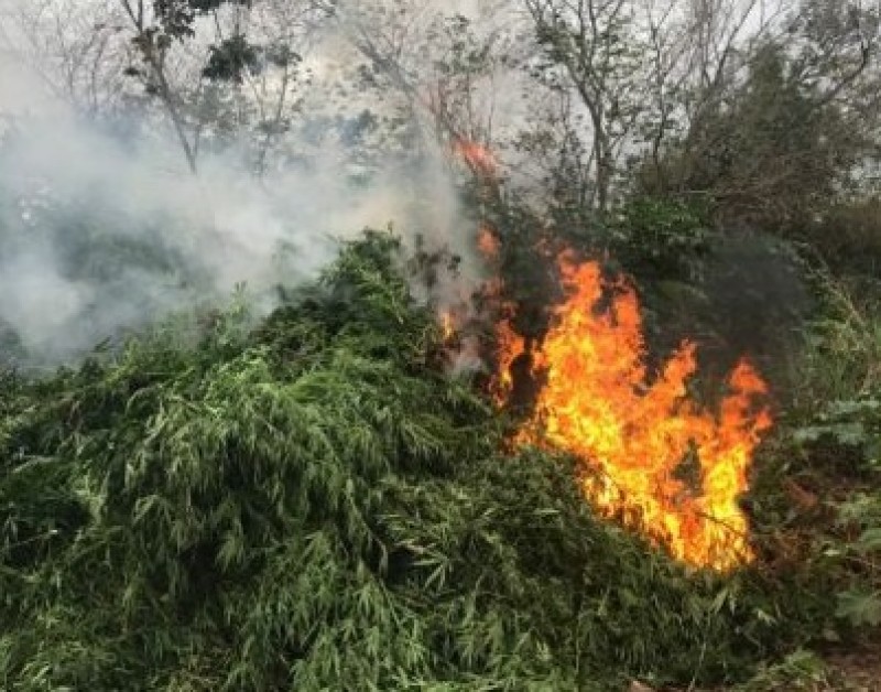 Maconha 2
