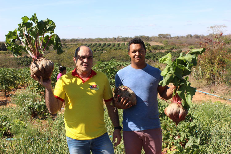 beterraba-gigante-livramento-de-nossa-senhora-achei-sudoeste