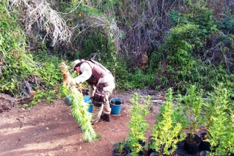 maconha-em-ibicoara-achei-sudoeste